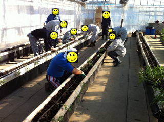 トマトの定植作業