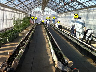 トマトの定植作業