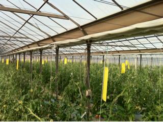 image-20110308124811.png