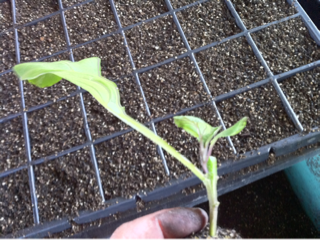 image-20110325174536.png