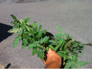 image-20110709142648.png